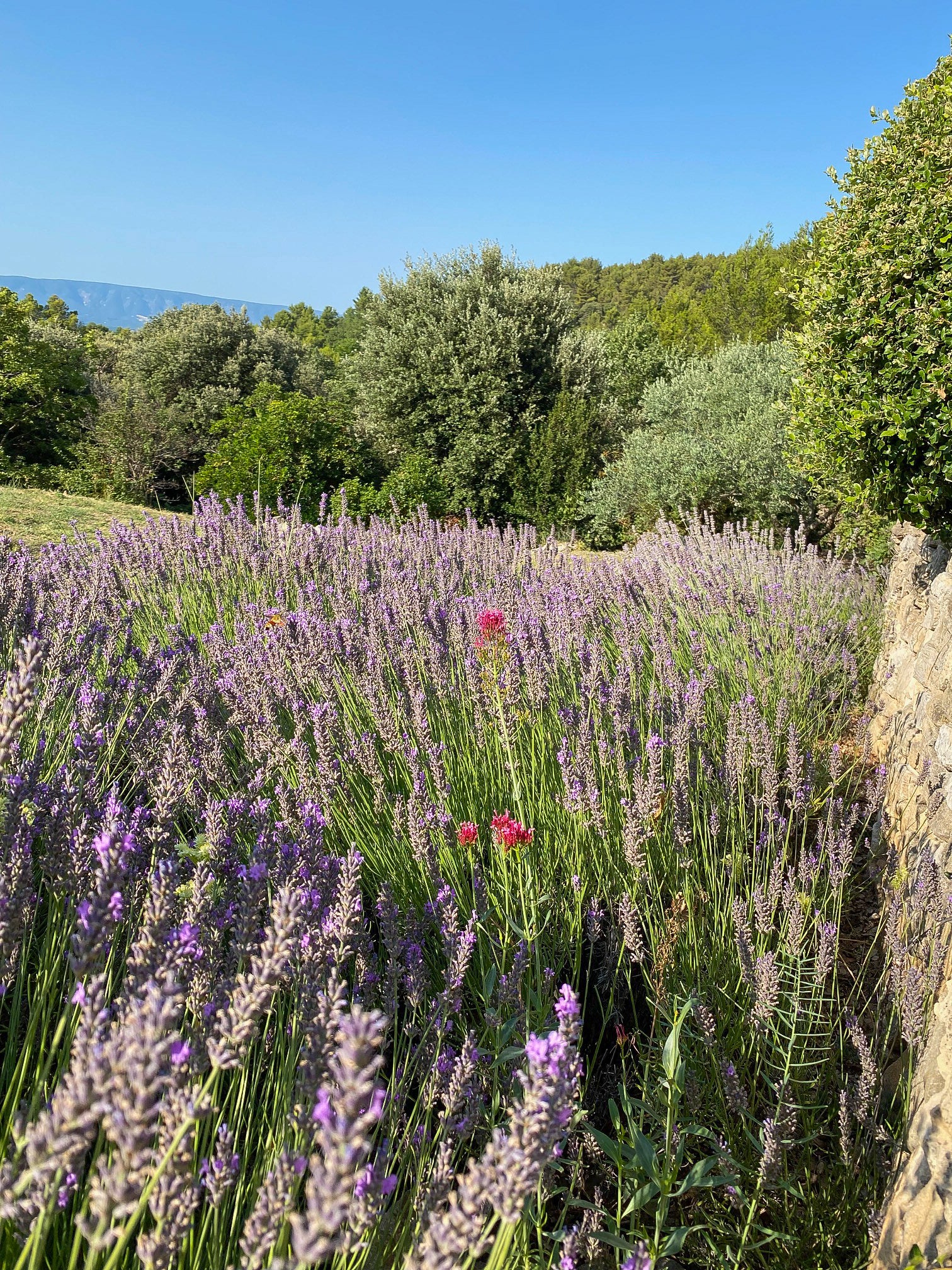 Mas au coeur du Luberon